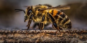 avispa y abeja
