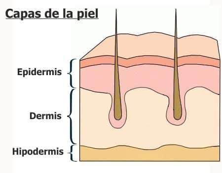 capas de la piel