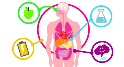 metabolismo