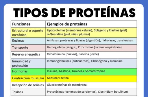 importancia de las proteínas 