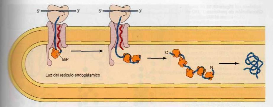 proteinas importancia