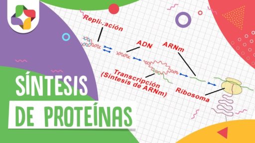 sintesis de proteinas