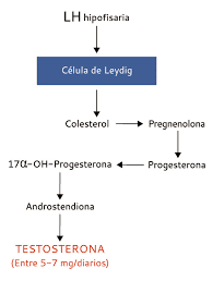 testosterona