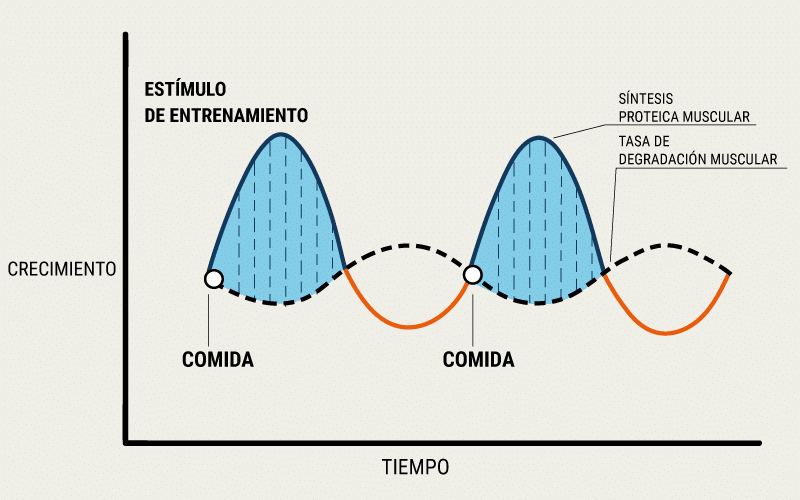 síntesis proteica