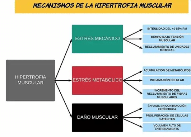 crecimiento muscular