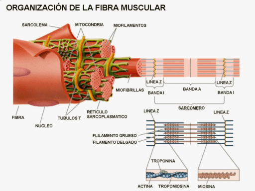 crecimiento muscular