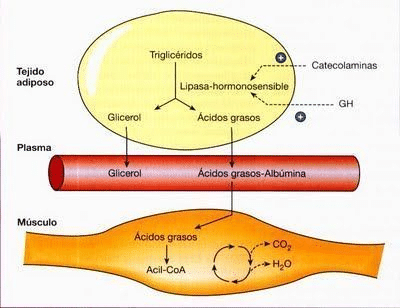 oxidacion de las grasas