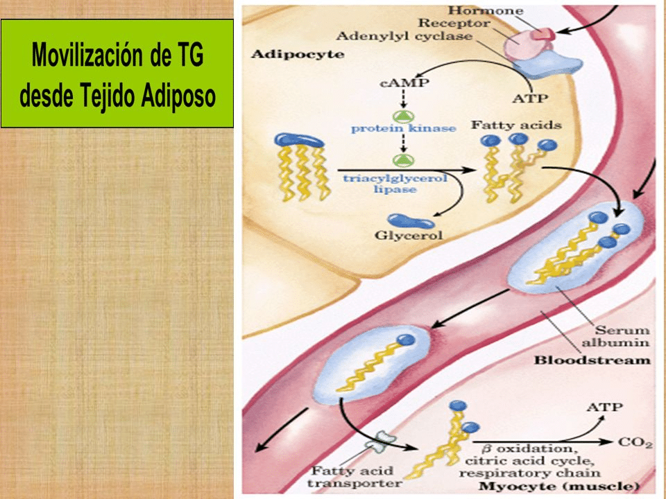 Movilización de Ácidos Grasos