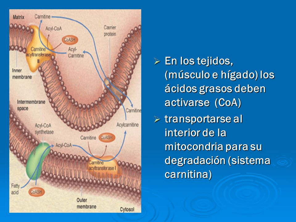 Transporte a las Mitochondrias