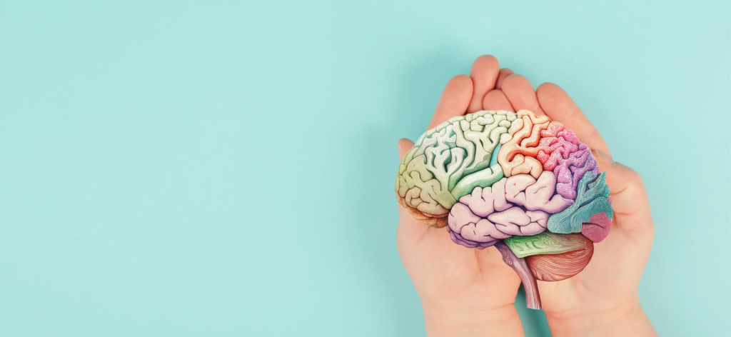 viejo y nuevo cerebro