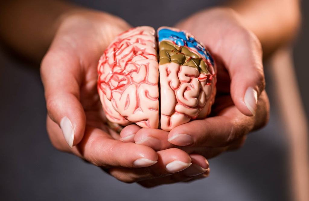 viejo y nuevo cerebro