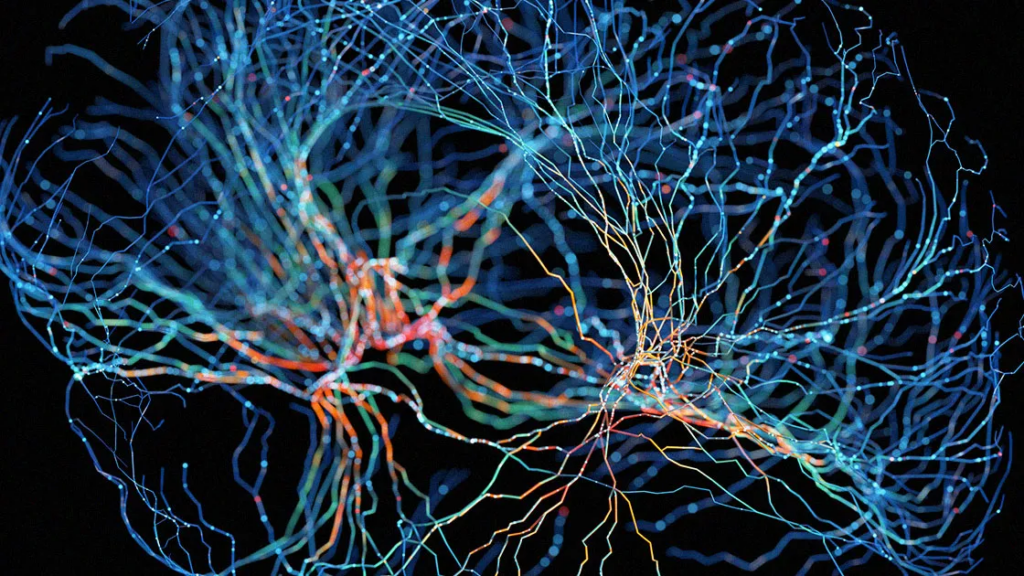 cómo el cerebro construye el yo