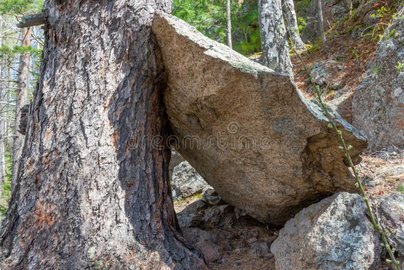 al árbol con más frutos le tiran más piedras