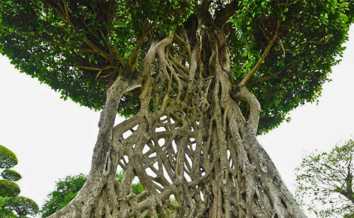 al árbol con más frutos le tiran más piedras