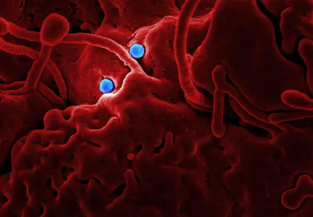 pensamiento virus